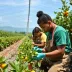 Jovem Aprendiz Coopercitrus 2025: Vagas de Estágio e Trainee